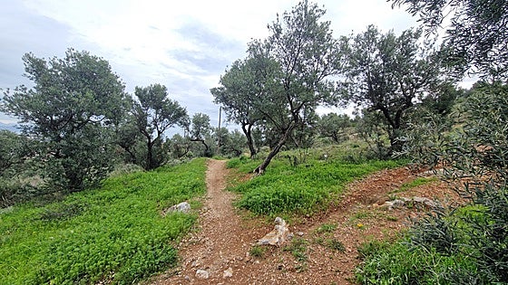 Rains give welcome boost to farmers in Malaga province and offer some optimism for the industry