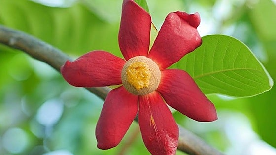 Uvaria grandiflora