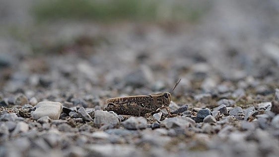 Scientists discover genetic changes in locusts that may be behind plagues in Spain