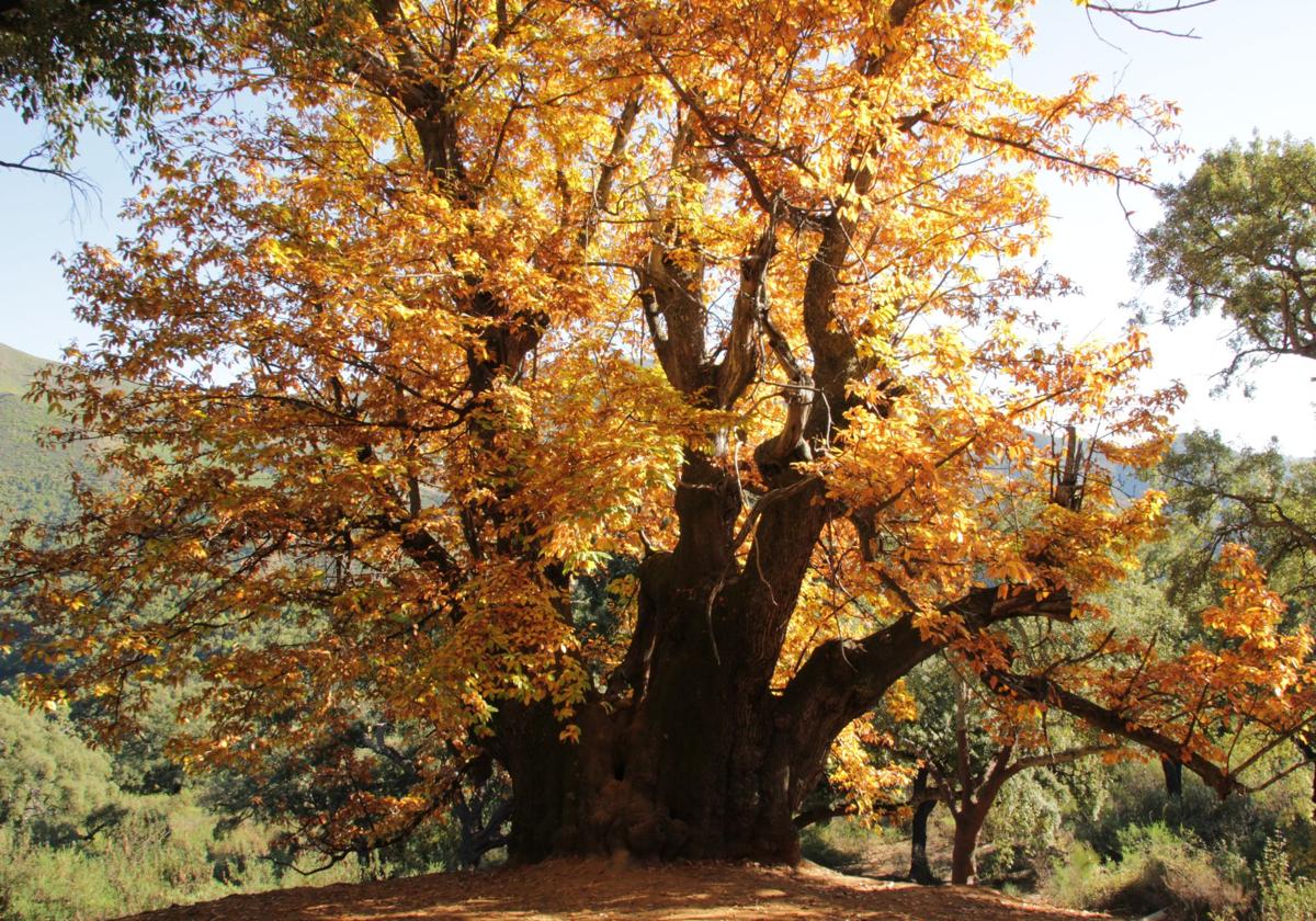 These are the oldest and most spectacular trees in Malaga province and this is where you can find them