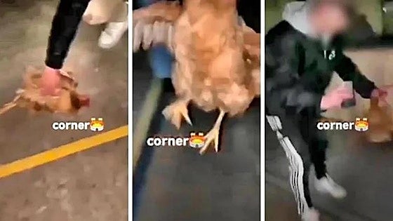 More than 40 youths face charges for using a live chicken as a football in Spain's La Rioja region