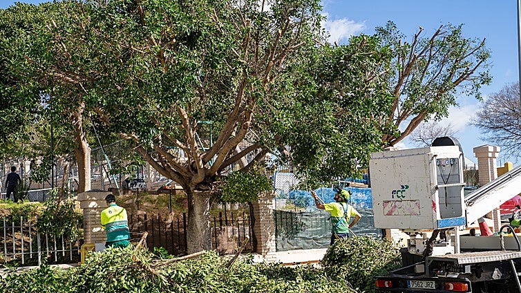 Benalmádena launches major tree pruning campaign to 'improve health' and reduce risk of storm damage