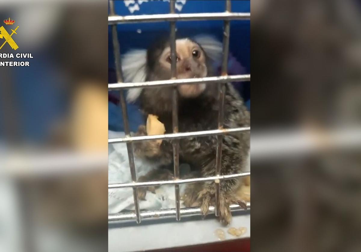 Police investigate 26 people for illegal possession and trafficking of protected animal species in Malaga