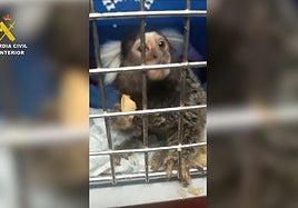A marmoset monkey recovered by the Guardia Civil.