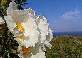 Manilva: an ideal destination to enjoy spring