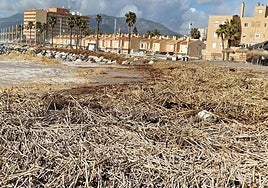 Accumulation of reeds on the Guadalmar beaches after the last rains.