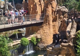 Visitors to Bioparc Fuengirola contemplate the primates.