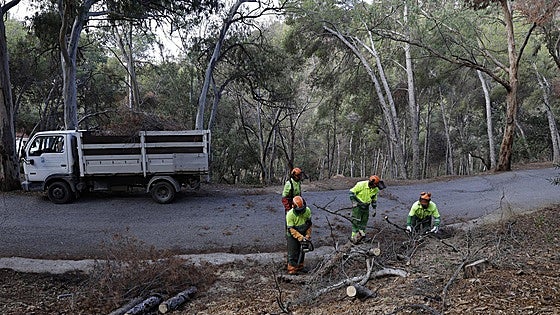 Malaga takes drastic action to tackle pine tree disease