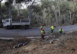 Work on trees affected by the drought in Monte Victoria.