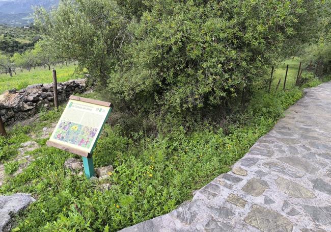 Cañada del Olivar.