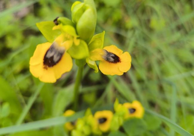 Specimen of the orchid Ophrys lutea (yellow bee orchid) right by the footpath.