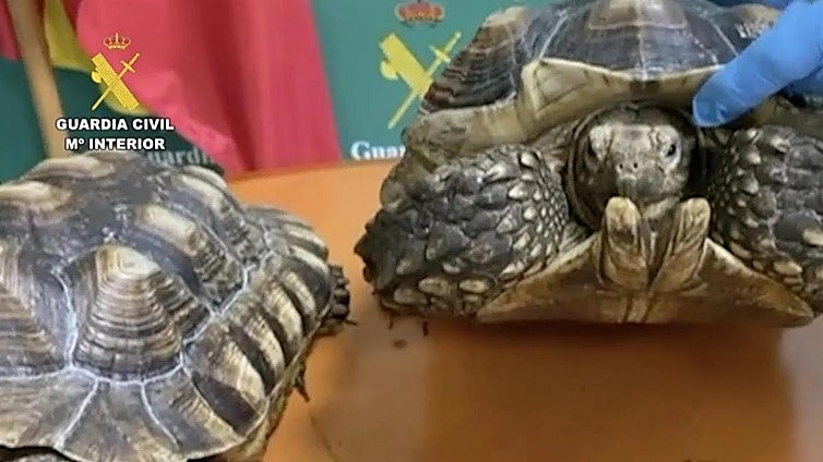 Thirteen people investigated for illegal trafficking of protected animal species in Spain