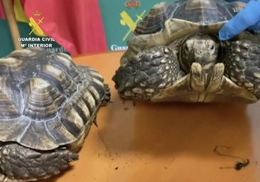 Thirteen people investigated for illegal trafficking of protected animal species in Spain