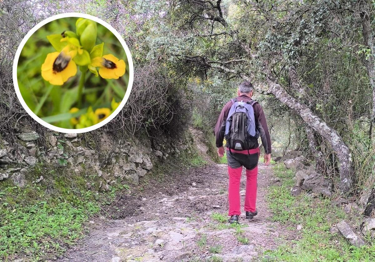 Spring has sprung on the wild orchid trails in a Serranía de Ronda mountain village