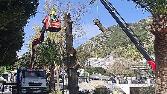 Major operation required to fell dead, century-old cypress tree in popular Mijas tourist hotspot