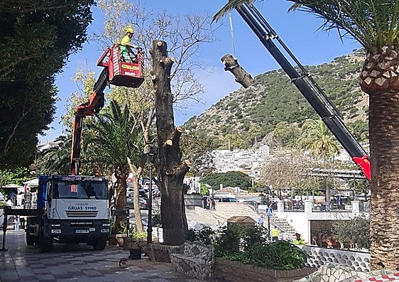 Workers felling the cypress tree in the Compás area of Mijas Pueblo.