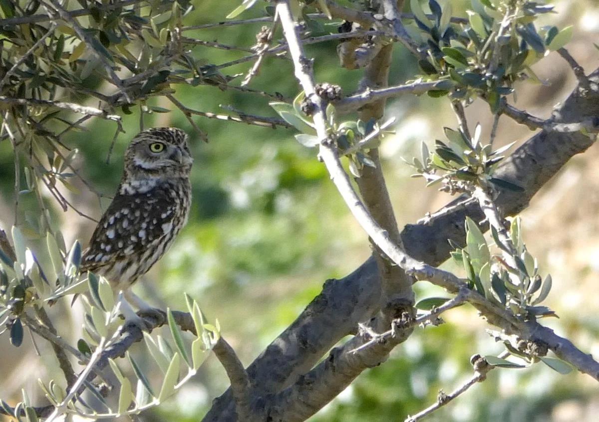 Imagen secundaria 1 - Soliva lake: the ecological oasis in Malaga born from a failed clay quarry