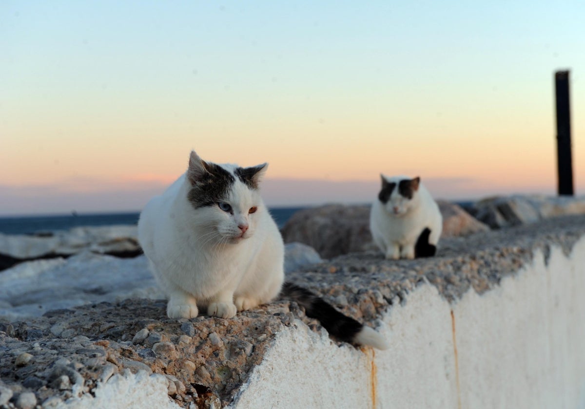 The new cat colony management programme will monitor the feeding and care of the animals.
