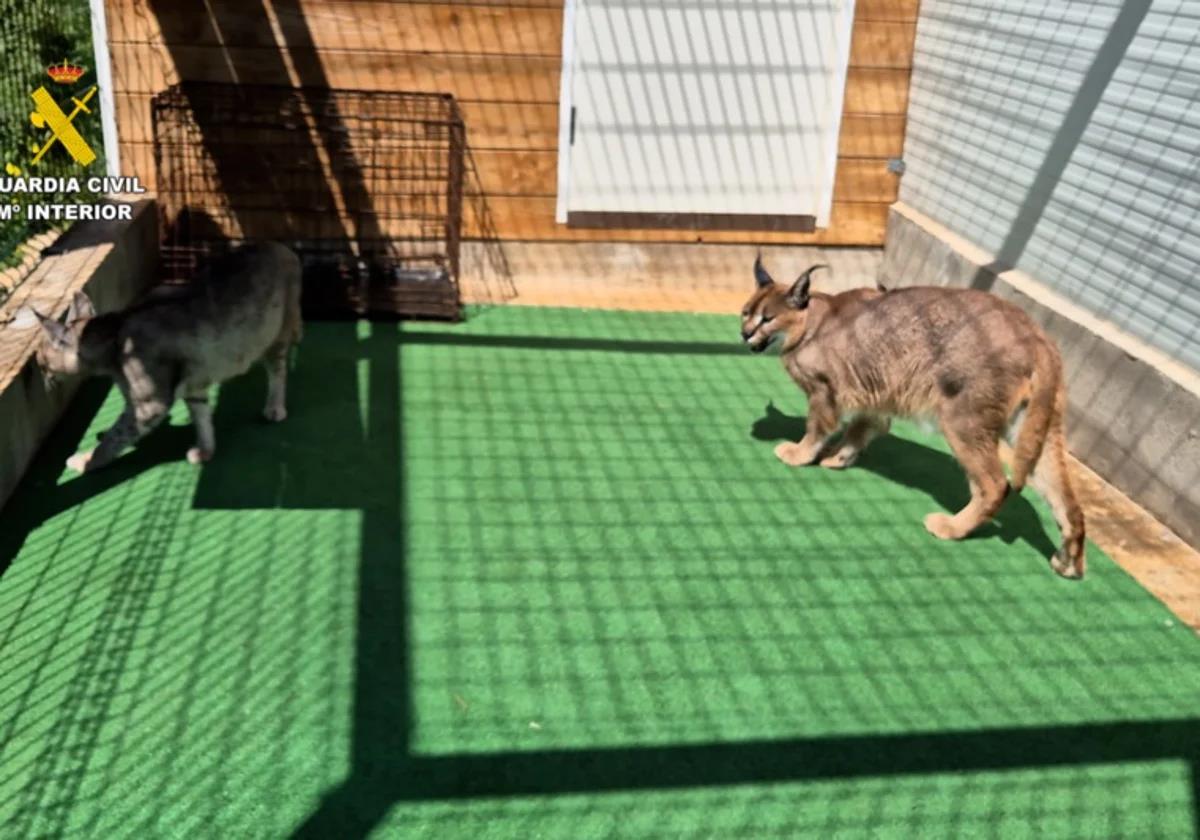 Russian couple arrested for breeding protected wild cats in Spain selling with price tags of up to 60,000 euros