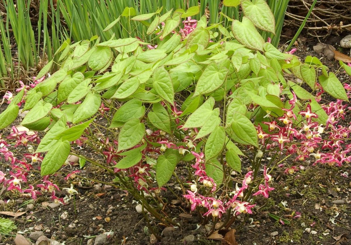 Recommended for your garden in southern Spain: Epimedium