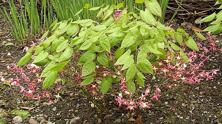 Recommended for your garden in southern Spain: Epimedium
