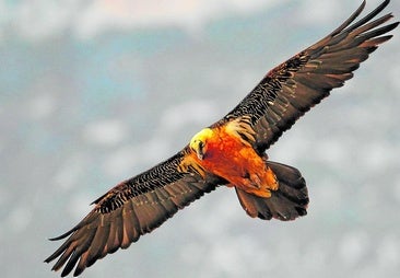 A bearded vulture in flight.