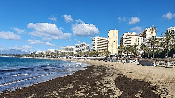 Marbella town hall removes huge 'unprecedented' quantity of invasive seaweed from its beaches over Easter