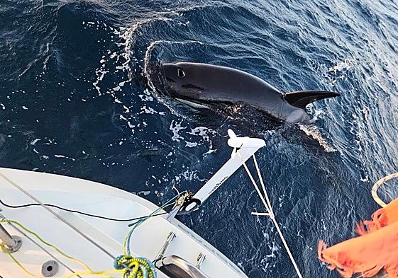 Moment of the latest encounter with killer whales.