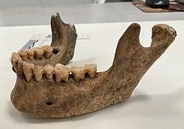 Mandible found in the Marmoles hypogeum and from which DNA has been extracted for study.