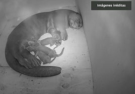 Three giant otter cubs, an endangered species with only 7,000 specimens in the wild, born on Costa del Sol