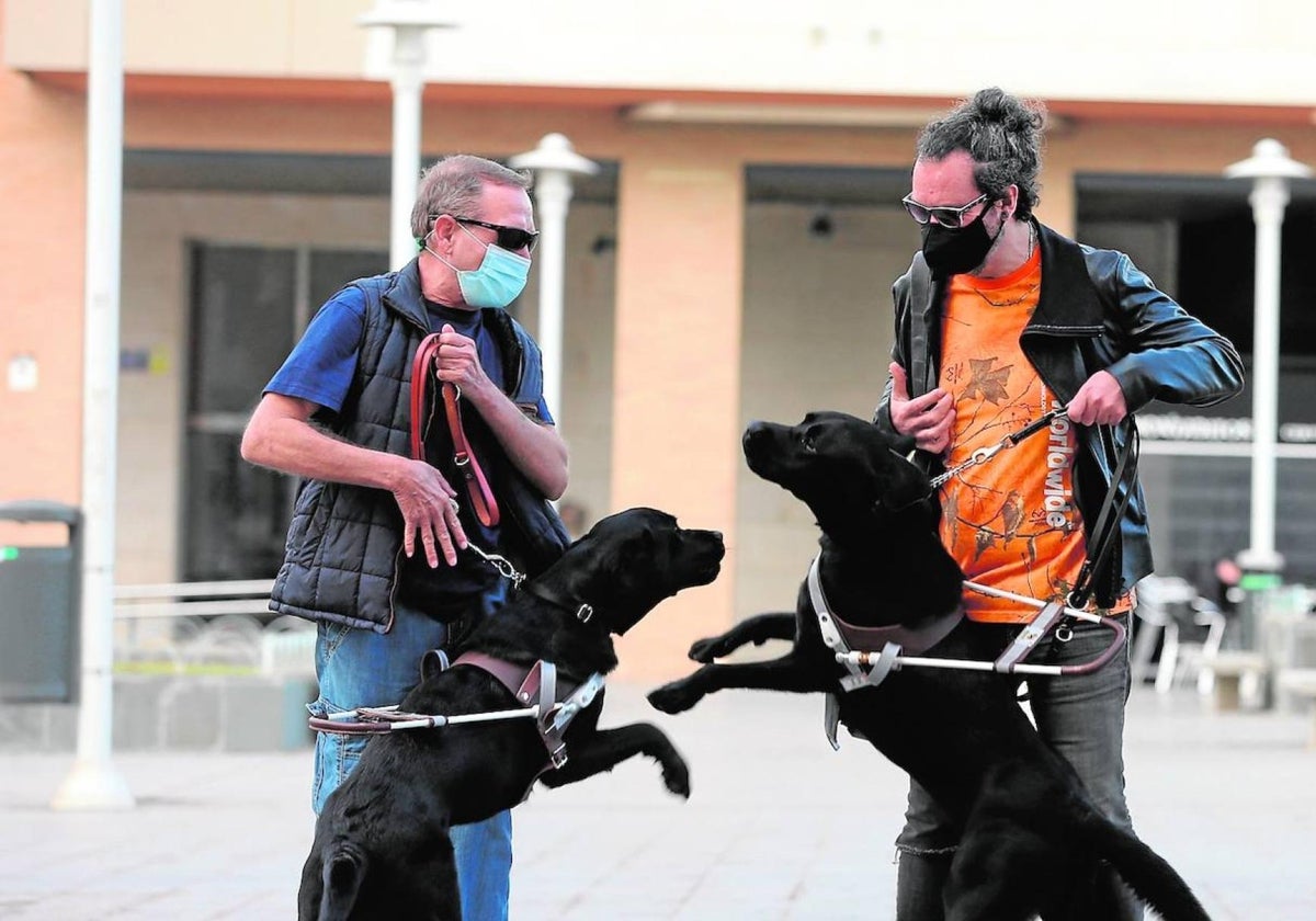 Assistance dogs aren't just for the visually impaired: they now help others