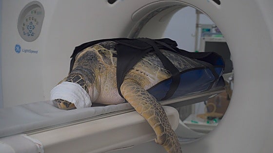 How do you CAT scan the Costa del Sol's 115-kilo turtle?