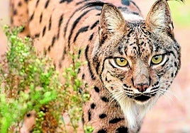 Iberian lynx specimen.