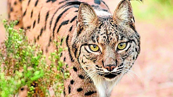 Future of Iberian lynx in Spain still not guaranteed despite remarkable increase in numbers