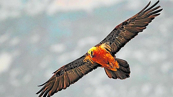 Sixteen bearded vulture chicks have hatched in the wild in Andalucía since 2015