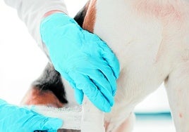 Vets - a booming but uncertain sector due to new legislation in Spain