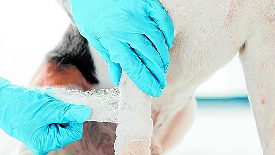 Vets - a booming but uncertain sector due to new legislation in Spain