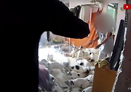 Malaga's flat of horrors: over 30 dogs and nine cats living in unsanitary conditions