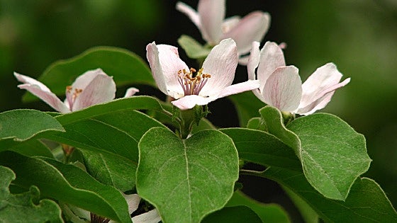 Cydonia oblonga