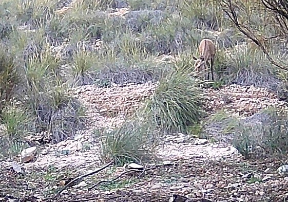 Caught on camera: one of the does walking through the undergrowth