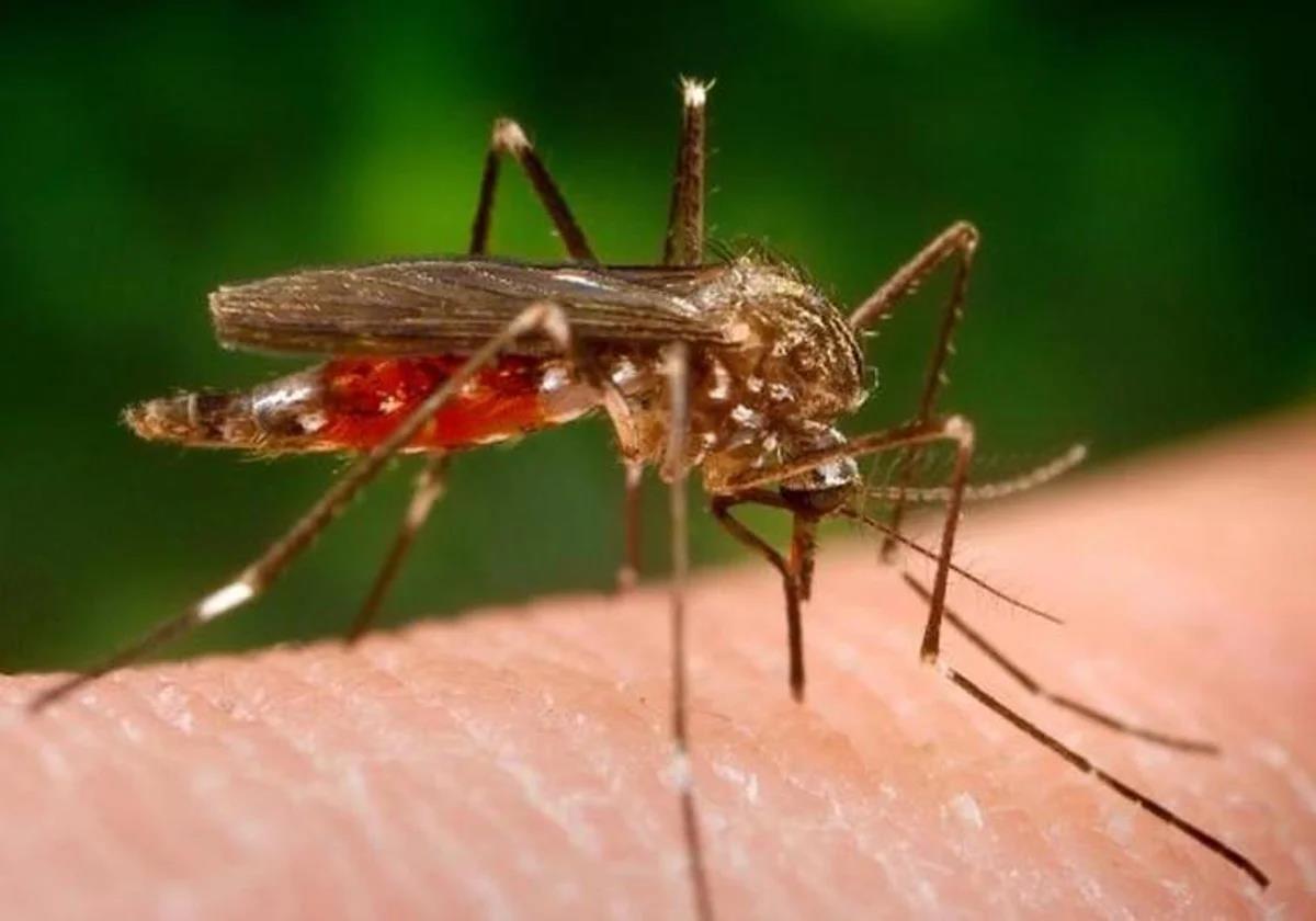 West Nile Virus: these are the municipalities in Malaga province that are at high risk from mosquito-borne disease