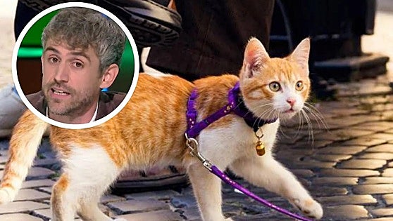 A Spanish vet's view on whether cats should be taken out for walks like dogs