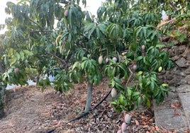 A subtropical farm in the Axarquia.