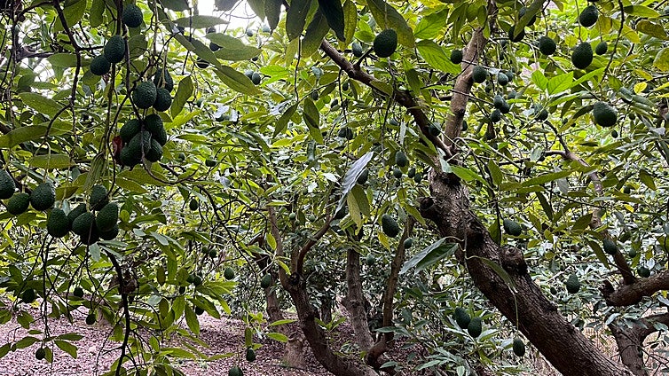 Area to east of Malaga seeks to promote more sustainable farming practices
