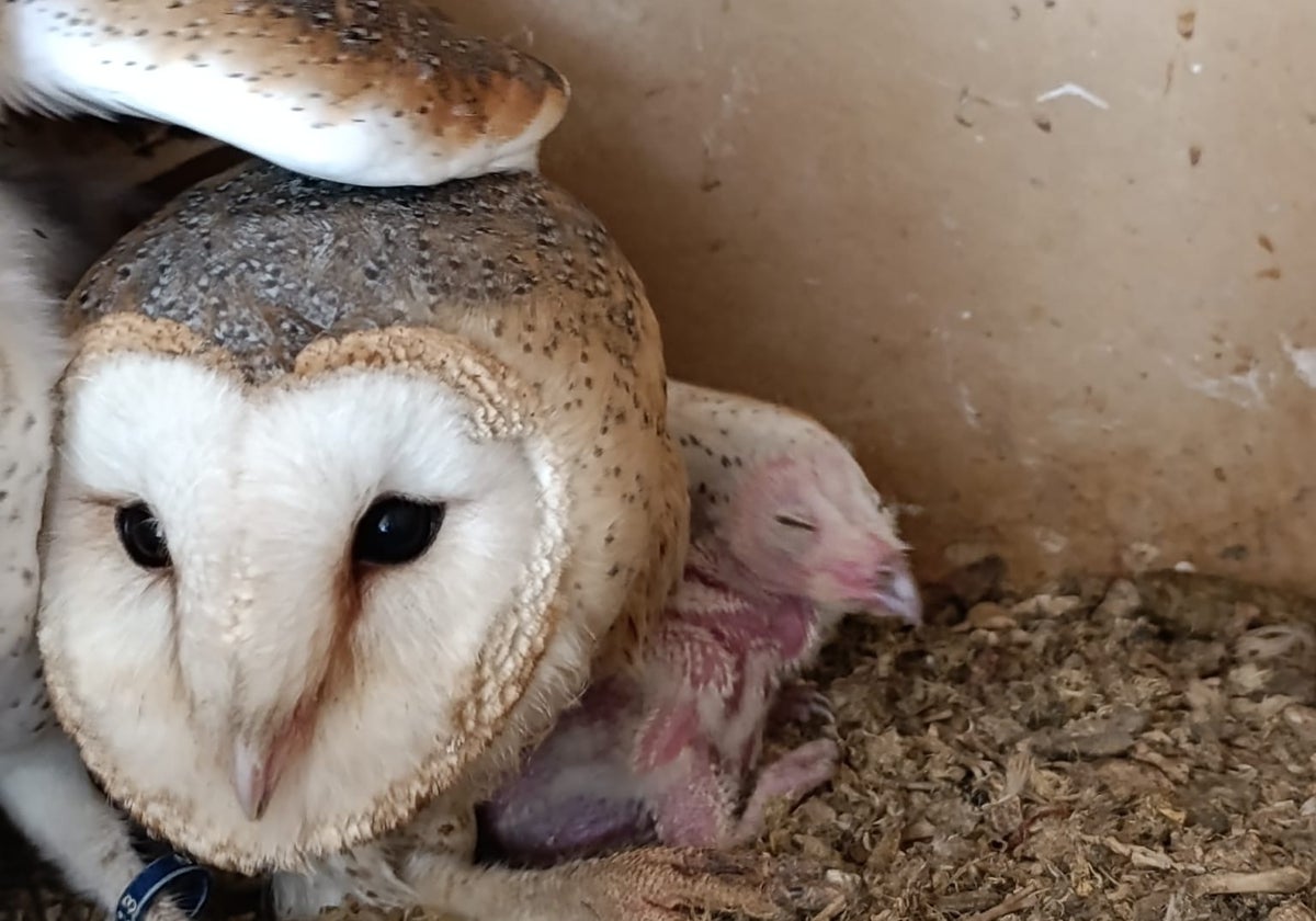 Torremolinos joins programme for the captive breeding of barn owls