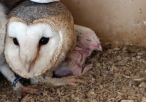 The first barn owl chick was born at the facility on 28 March.