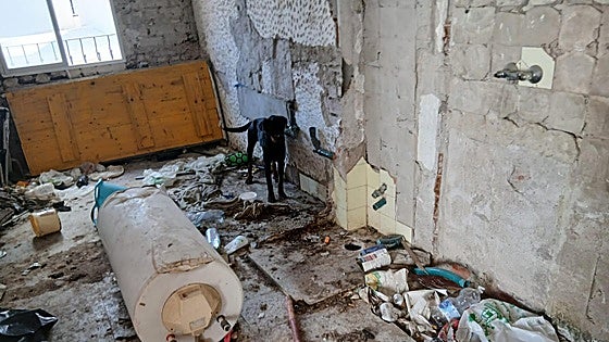 Dog reported stolen two years ago in Marbella found tied up and living in squalor with open neck wound