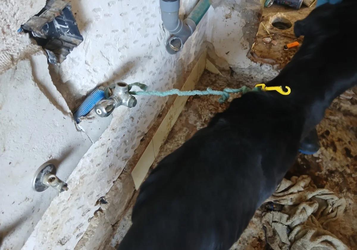 Imagen principal - Dog reported stolen two years ago in Marbella found tied up and living in squalor with open neck wound