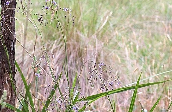 Recommended for your garden in southern Spain -Dianella longifolia