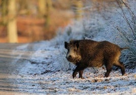 File photo of a wild boar on a roadside